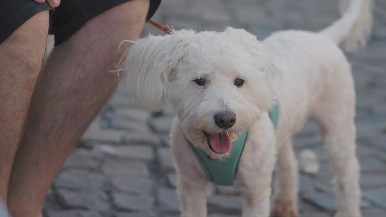 White dog on a leash