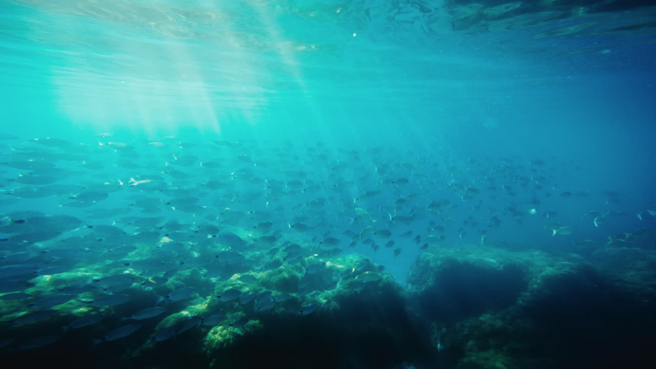 Dive Underwater With Shoal