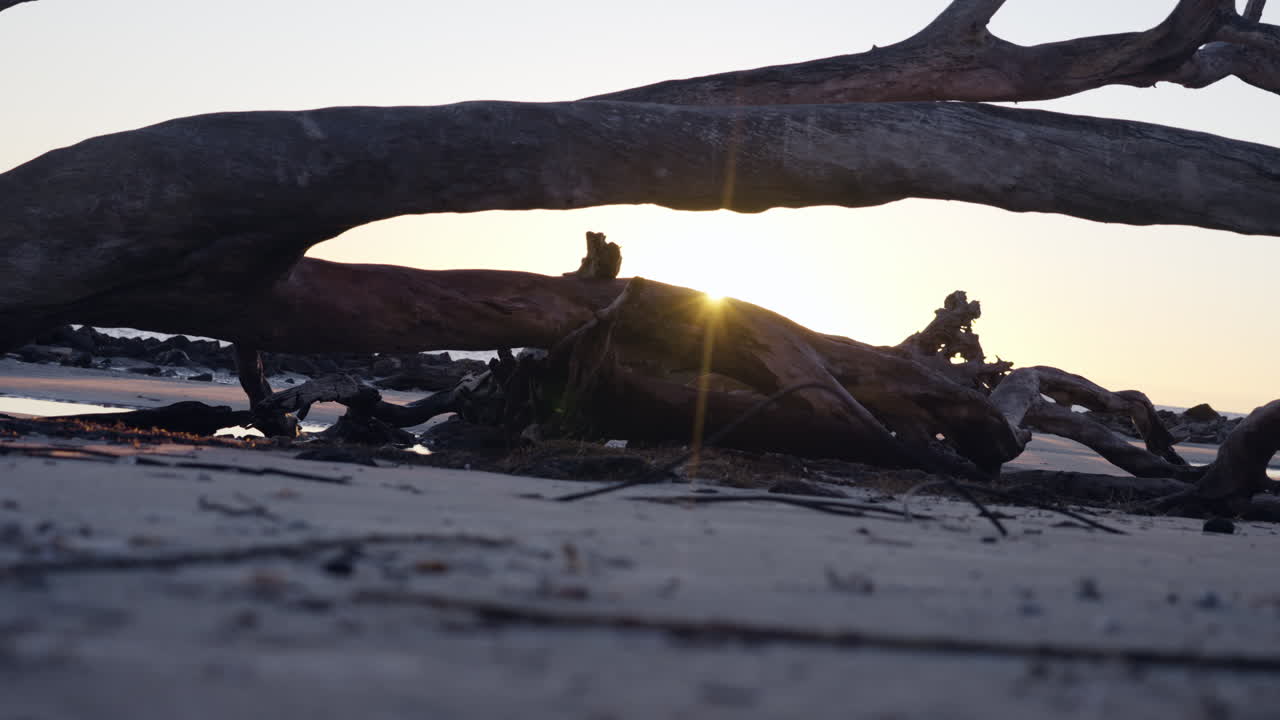 control deslizante bajo en cámara lenta de madera a la deriva con estilo de sol temprano en la mañana