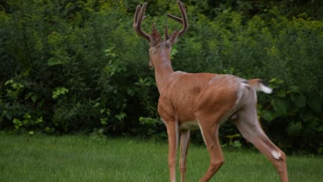 Deer-walking-in-lush-greenery