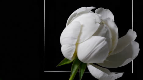 white peony on black background