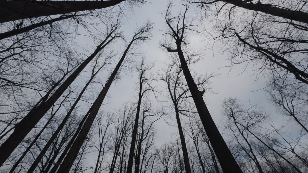 walking under a beautiful towering tree canopy on a dreary winter&rsquo;s day