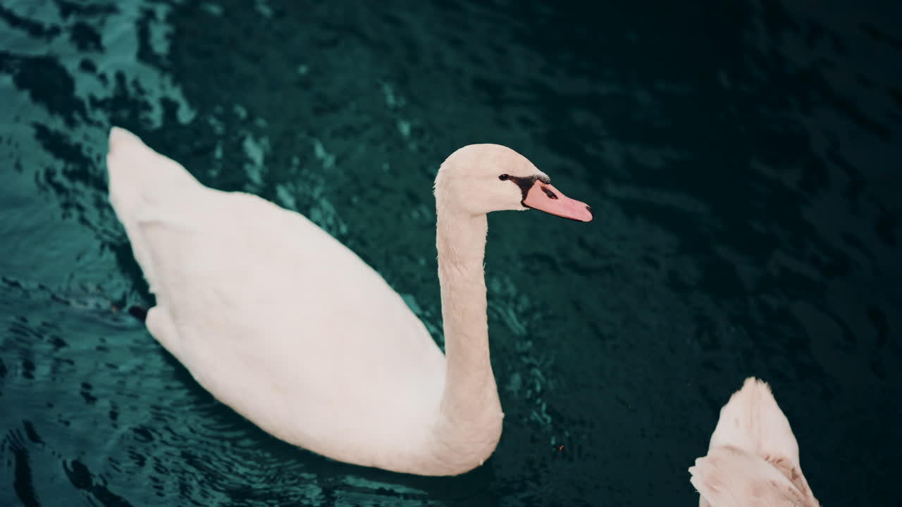 Detailed shot of swans swimming gracefully, creating ripples on smooth blue water