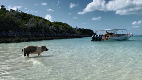 commonwealth pig on big major cay in the sunshine at tropical beach island a tourist attraction in the bahamas caribbean