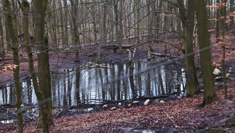 tiro con control deslizante de cardán de una pequeña vista en el bosque