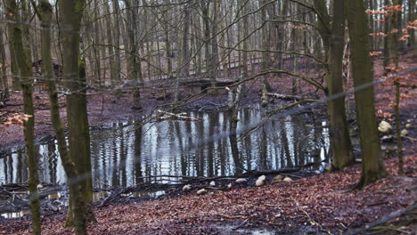 gimbal-slider shot of a small see in the forest