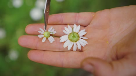 closeup of hand holding two camomile flowers while moving them with knife blade