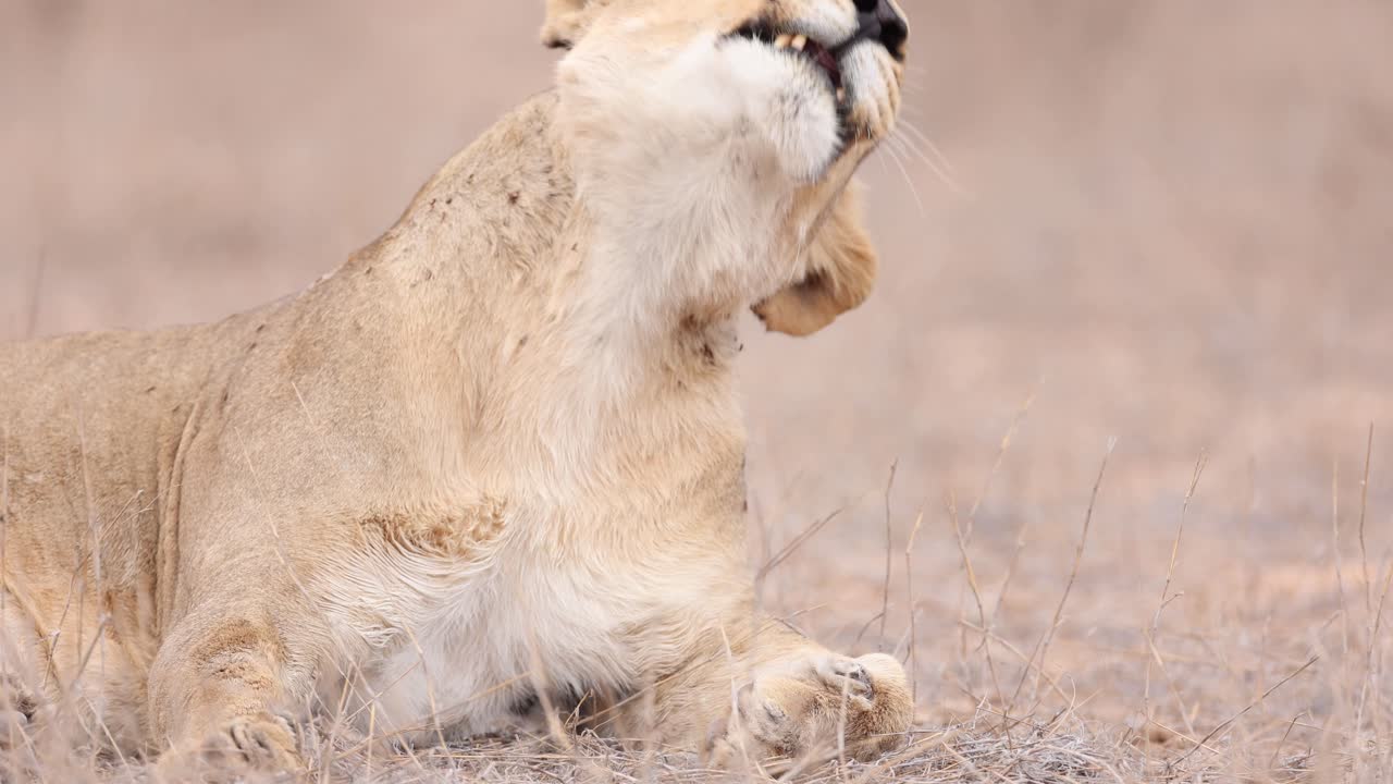 Medium closeup of a lioness licking her paw while lying in the dry landscape before falling over onto her back and rolling over, Kgalagadi Transfrontier Park