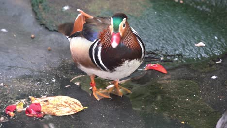 aquatic mandarin duck, aix galericulata with stunning multicolored iridescent plumage, standing by the pond shore and looking around at its surrounding environment, close up shot at wildlife park