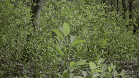 Close-up-shot-of-the-newly-grown-tree-leaves-in-early-spring-and-wind-blow-gently