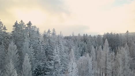 Tall-narrow-pine-trees-with-snow-covered-branches-in-a-densely-wooded-forest-in-Germany's-Harz-Mountains-as-the-sun-tries-to-shine-through-the-thick-overcast