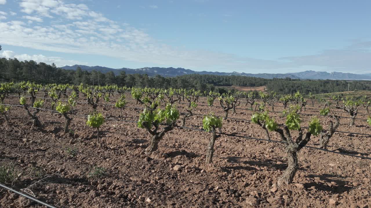 Beautiful vineyards bask in the sunlight in priorat, catalonia, a renowned wine region in spain, showcasing rows of grapevines against a backdrop of rolling hills and blue skies