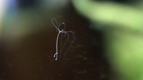 hydra with budding offspring growing from its lower stalk, illustrates asexual reproduction