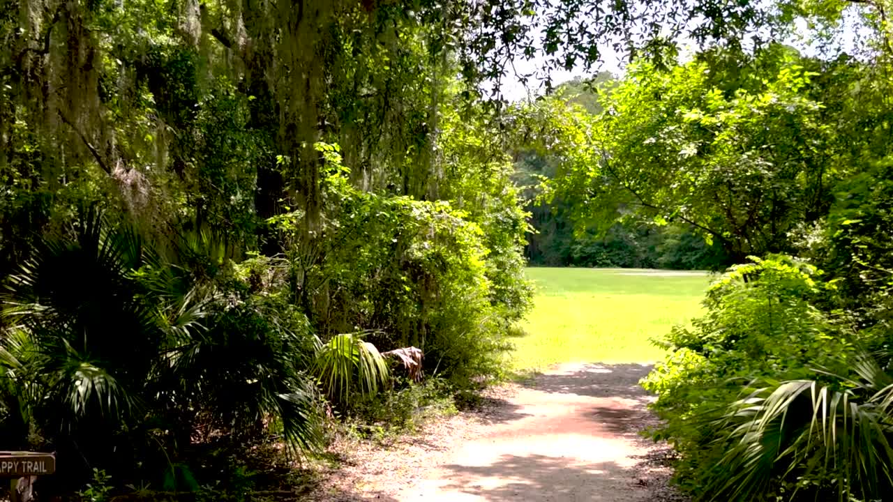 Drone flies through dense coastal Georgia jungle, weaving under Spanish moss, low over winding path, revealing lush foliage.