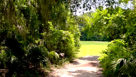 drone flies through dense coastal georgia jungle, weaving under spanish moss, low over winding path, revealing lush foliage.
