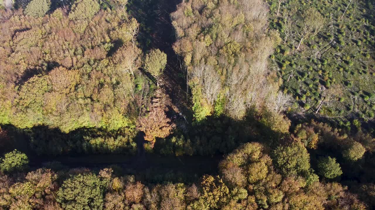 imágenes de drones de la deforestación de máquinas en el reino unido