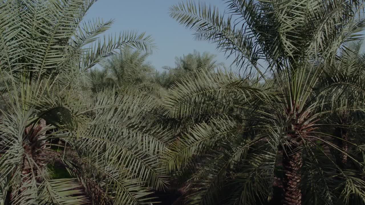 Drone shot for palm oasis Horizon view