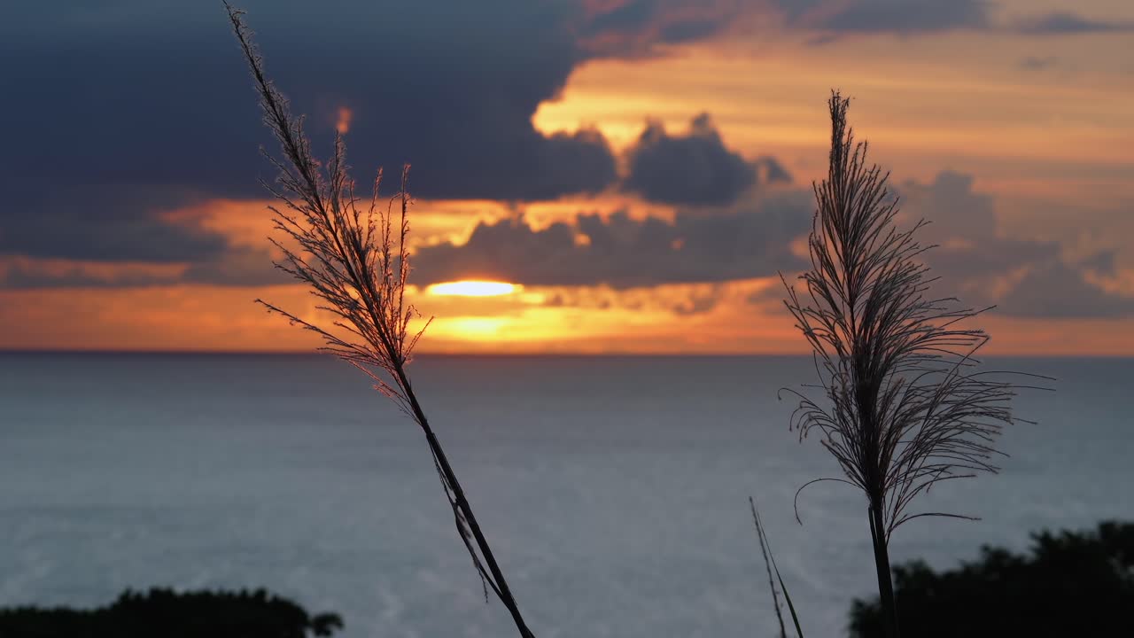 Sunset behind sugarcane flowers at a panoramic view point, Mahe Seychelles.
