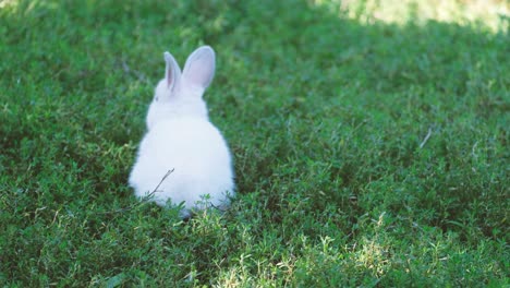 a beautiful little white bunny is running on the green grass in the garden. a beautiful rabbit. 4k video