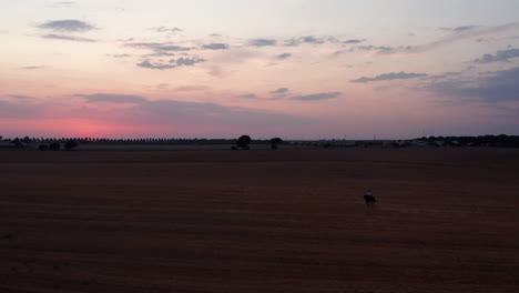 aerial flight of agricultural countryside field and person riding horse after sunset in dusk. silhouette of running horse on beautiful daylight in spain.