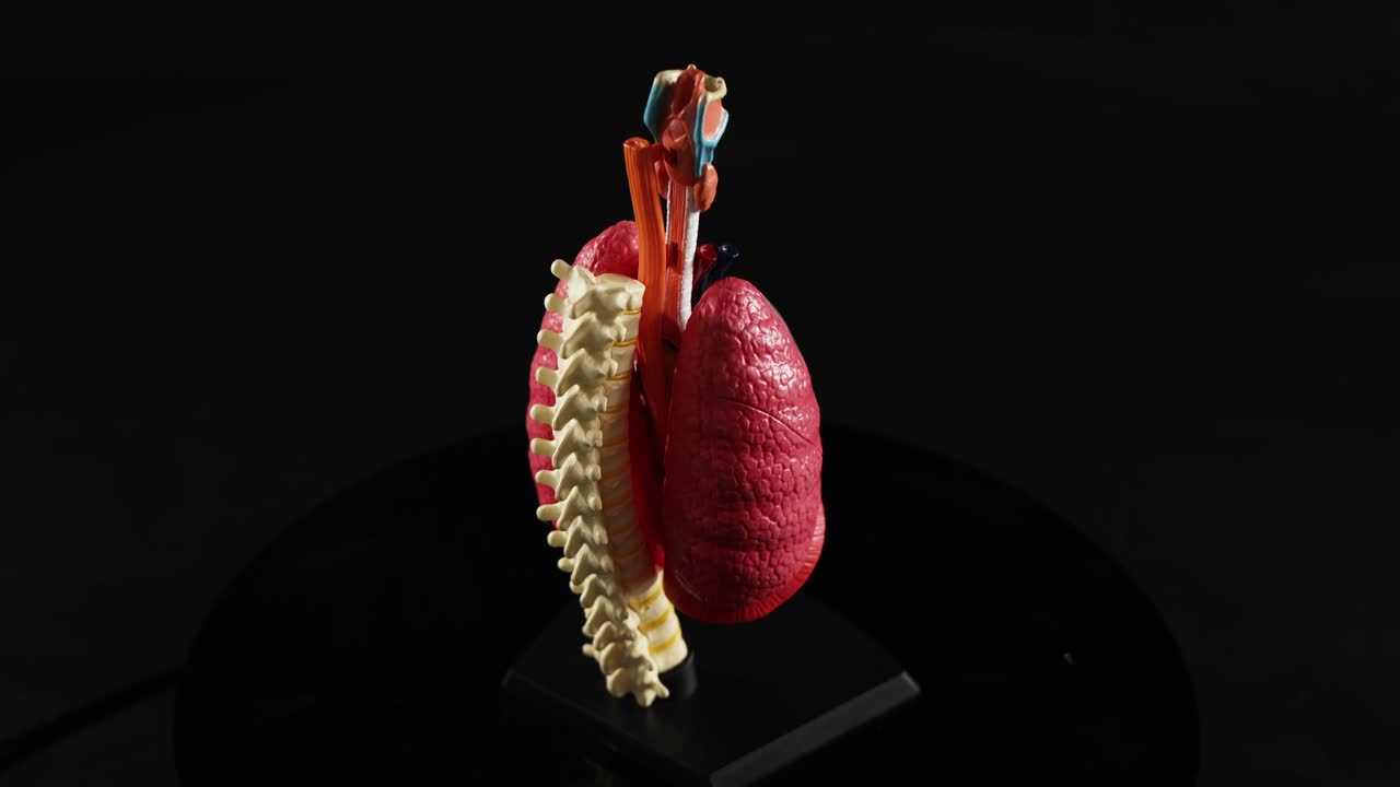 modelo anatómico giratorio del corazón y los pulmones