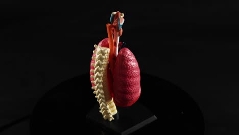 rotating anatomical model of heart and lungs