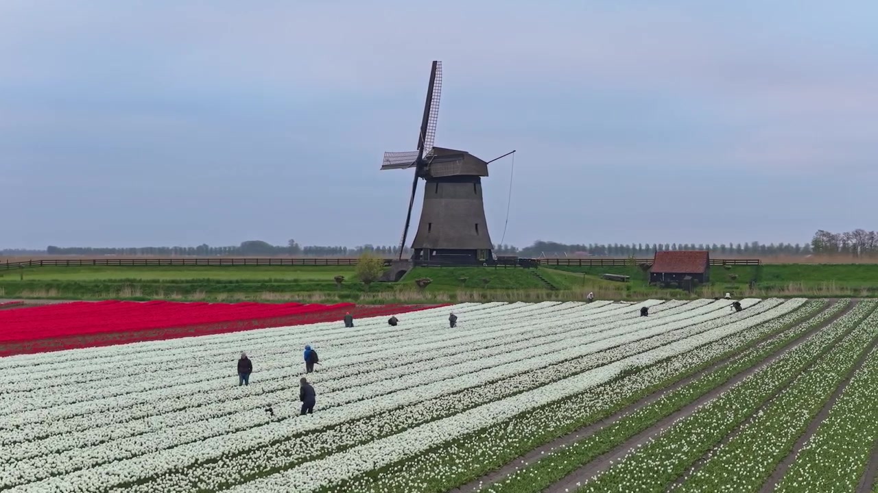 Mulino a vento olandese e contadini che lavorano in un campo di tulipani