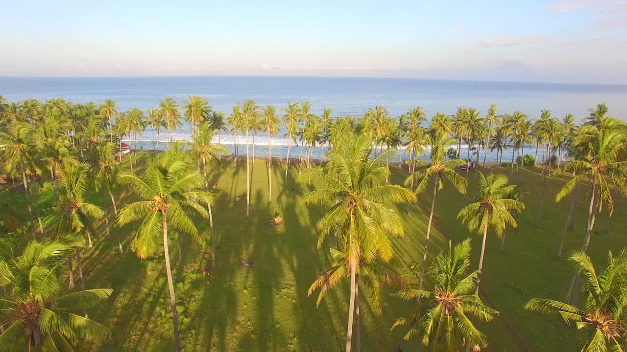 바다를 향해 야자수 위로 낮게 날기