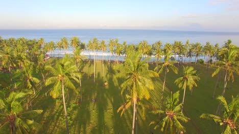 flying low over palm trees towards ocean