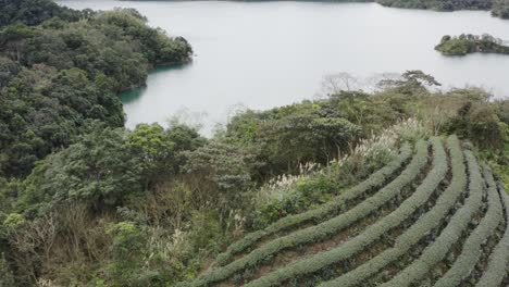 Ascending-View-of-Feitsui-Reservoir,-Emerald-lake,-is-Second-largest-water-reservoir-dam-water-supply-in-Taiwan-and-mountainous-view-at-the-background-with-quality-tea-plantation-at-the-foreground