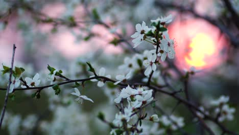 Picturesque-view-of-a-branch-full-of-blossoms,-with-setting-sun-in-the-background