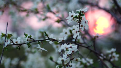 picturesque view of a branch full of blossoms, with setting sun in the background