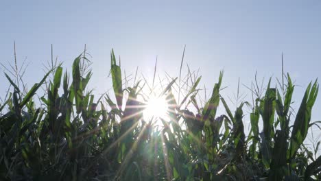 Agricultural-Maize-Cornfield-with-Dramatic-Sun-Flare-Rays,-Low-Angle