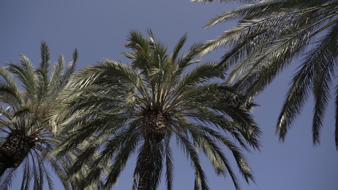 Пальмы против голубого неба