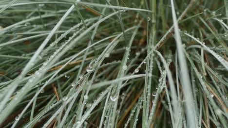 Rain-drops-on-grass,-close-up,-panning-shot