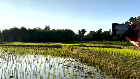 capturing lush rice fields under clear skies