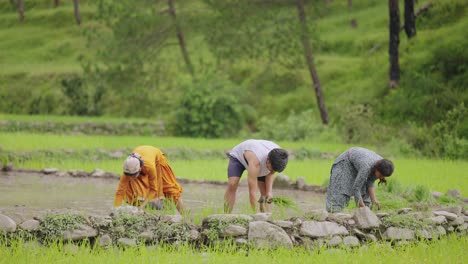 indian male and female farmers planting rice saplings together in waterlogged paddy fields, traditional monsoon farming, 4k video