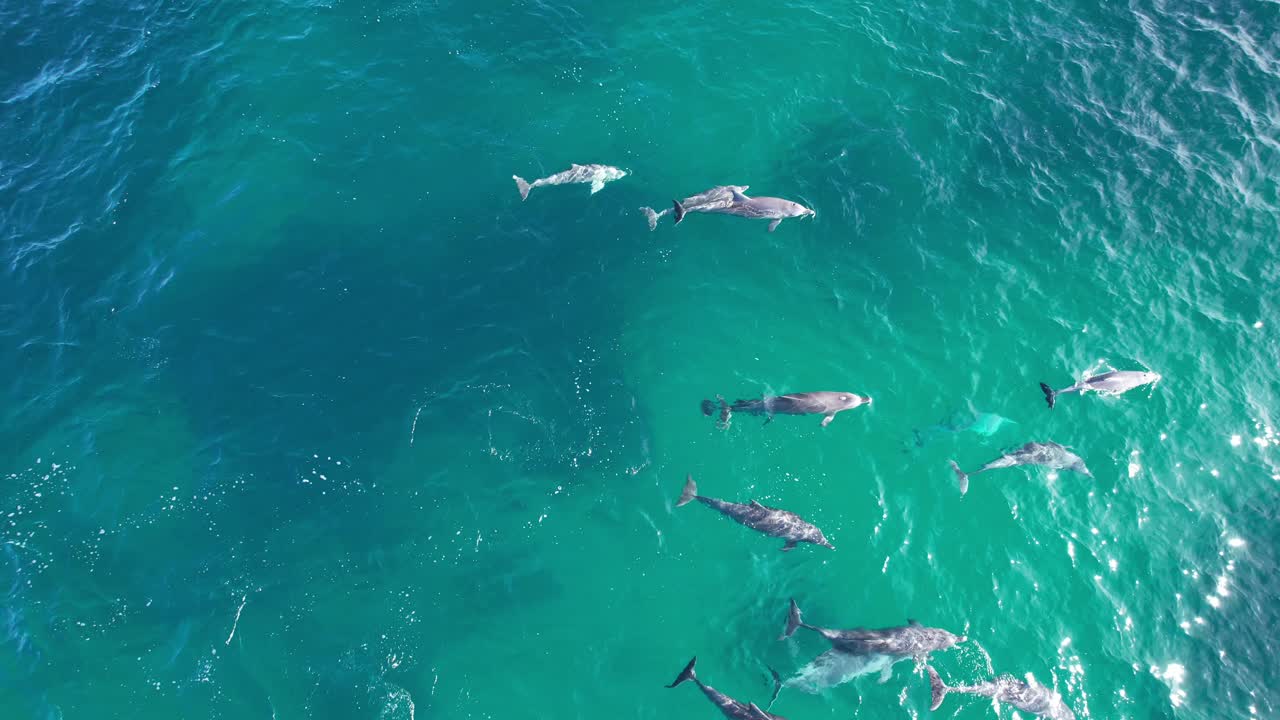 Bottlenose Dolphins Riding the Calm Waves at Maggies Beach, Cabarita, Northern Rivers, Tweed Shire, Bogangar, New South Wales, Australia, Aerial Orbit Drone Shot