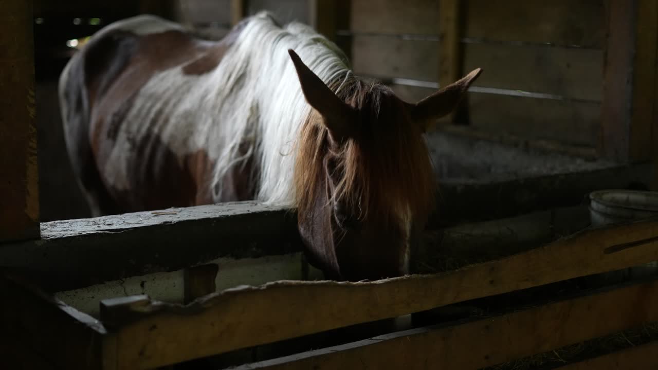 Cavallo nella stalla di legno che mastica l'erba