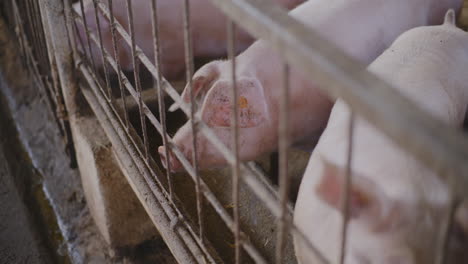pigs feeding in a farm pen