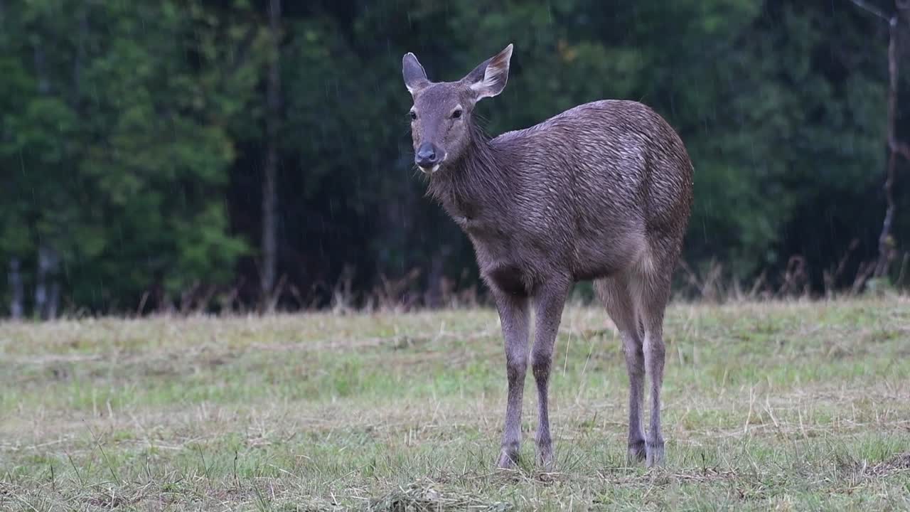 el ciervo sambar es una especie vulnerable debido a la pérdida de hábitat y la caza