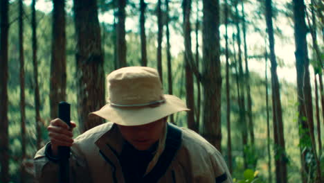 hiking in a pine forest