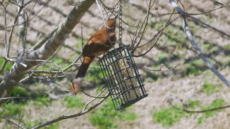 brown thrasher eating at a suet bird-feeder during late-winter in south carolina