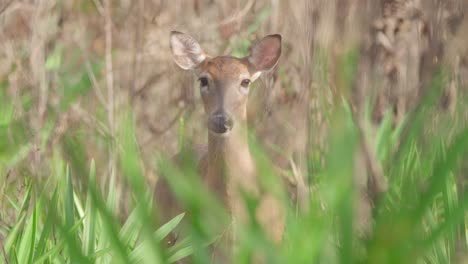 white-tailed-deer-mammal-raising-head-behind-green-palm-foliage