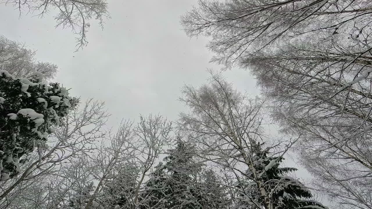 눈송이가 떨어지는 하늘을 올려다보는 숲의 겨울 원더랜드