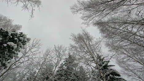 Winter-wonderlands-in-a-forest-looking-up-at-the-sky-with-snowflakes-falling