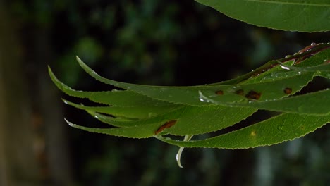 Schöne-Nahaufnahme-Statische-Aufnahme-Von-Grünem-Blatt-Im-Wald,-Unscharfer-Hintergrund