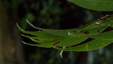 beautiful close up static shot of green leaf in forest, blurred background