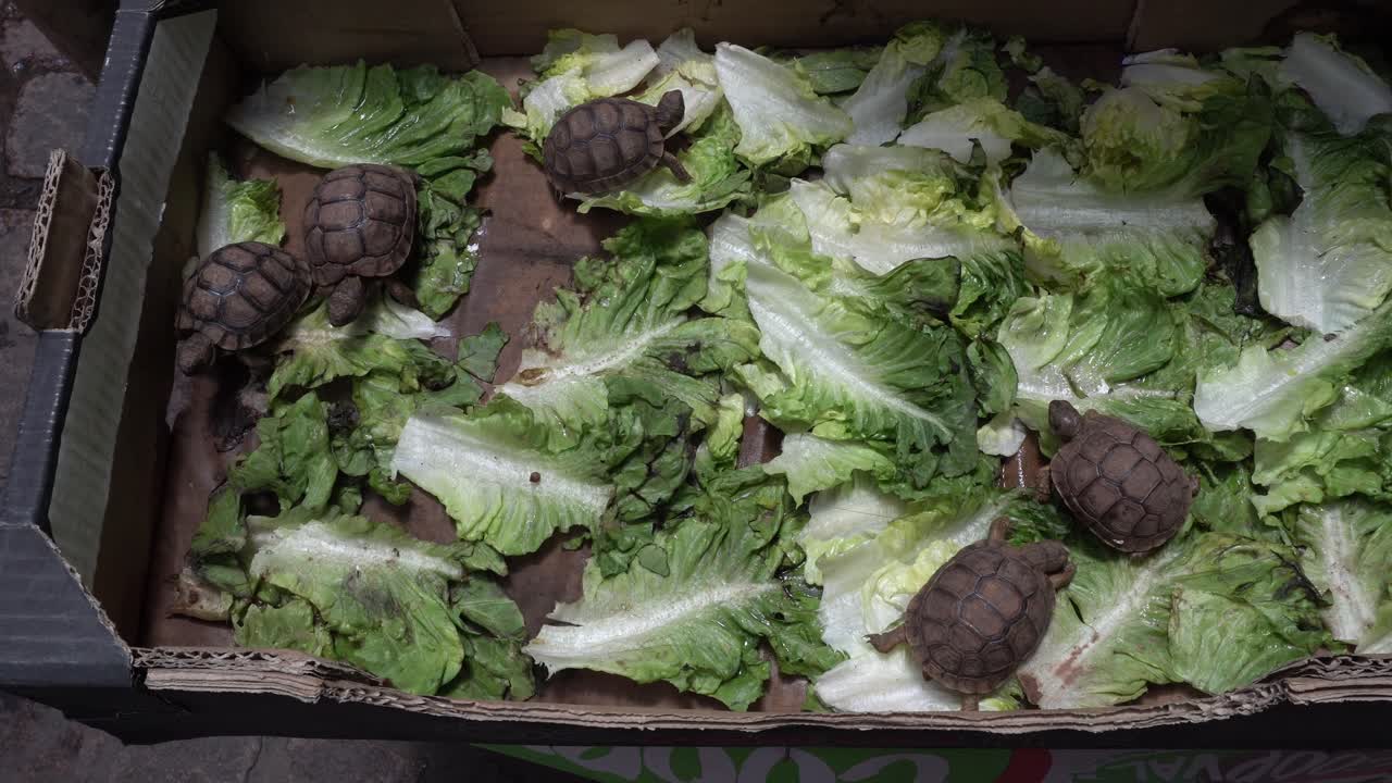 We see turtles roaming in a cardboard box with several lettuces. A beautiful close-up view of turtles that can be bought at the market