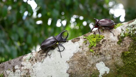 adult male rhinoceros beetle pushes juvenile male aside, xylotrupes australicus